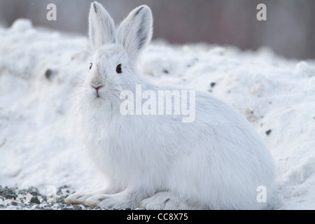 Un lièvre d'Amérique (Lepus americanus) dans la neige assis aux côtés de Dalton Highway , au sud de la chaîne de Brooks, RFNA, Alaska en Octobre Banque D'Images