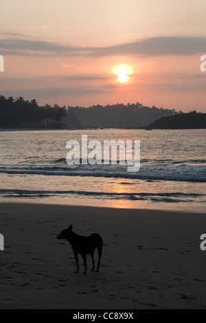 Un chien sauvage est vu sur une plage au lever du soleil à Mirissa au Sri Lanka Banque D'Images