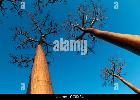 Plusieurs arbres de baobab à l'Avenue des Baobabs (ou alley) au coucher du soleil, près de Morondava, Madagascar, Afrique de l'Ouest Banque D'Images