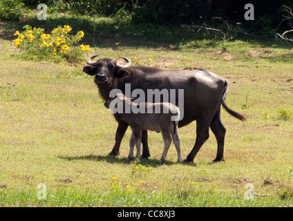 Les buffles d'eau sont vus dans le parc national de Yala au Sri Lanka Banque D'Images