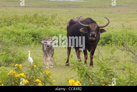 Les buffles d'eau sont vus dans le parc national de Yala au Sri Lanka Banque D'Images