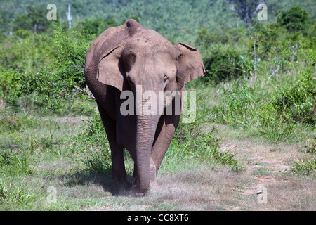 Les éléphants sont vus dans le Parc National d'Uda Walawe au Sri Lanka Banque D'Images