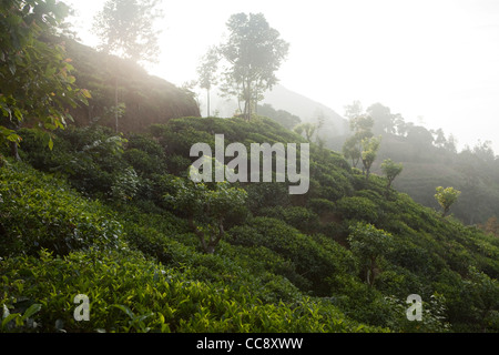 Une vue de plateau champs dans Ella, Sri Lanka Banque D'Images