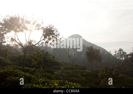 Une vue de plateau champs dans Ella, Sri Lanka Banque D'Images