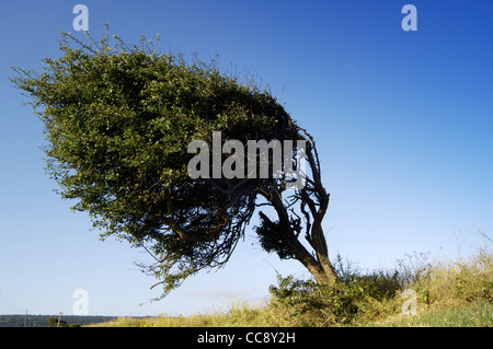 Un arbre de vent sur la côte près de Weston-Super-Mare Banque D'Images