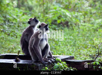 Langurs gris sont vus à Sigiriya, Sri Lanka Banque D'Images