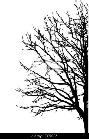 Arbre silhouette sur fond blanc Banque D'Images