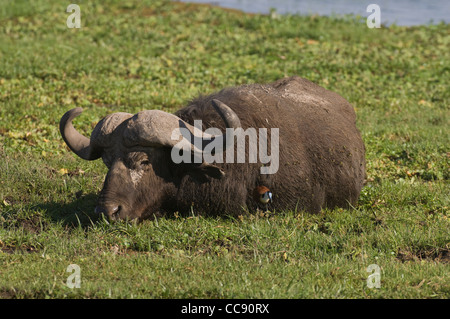 Afrique Kenya Amboseli Park-Cape National buffalo le pâturage dans le marais (Syncerus caffer) Banque D'Images