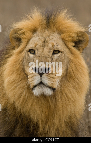 Afrique Kenya Lake Nakuru-Head shot de lion (Panthera leo) Banque D'Images