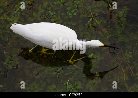 Aigrette neigeuse (Egretta thula) pêche en eau peu profonde Banque D'Images