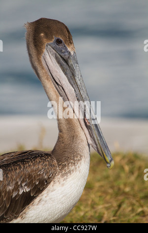 Pélican brun immatures (Pelecanus occidentalis) Banque D'Images