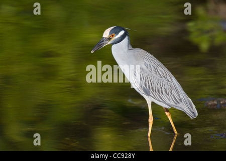 Bihoreau gris-jaune (Nyctanassa violacea) Banque D'Images