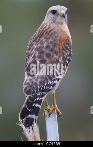 Floride Buse à épaulettes (Buteo lineatus floridanus) perché sur un fencepost Banque D'Images