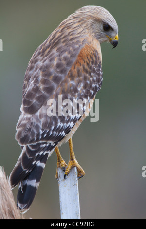 Floride Buse à épaulettes (Buteo lineatus floridanus) perché sur un fencepost Banque D'Images