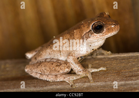 Brown morph de rainette versicolore (Hyla squirella écureuil) Banque D'Images