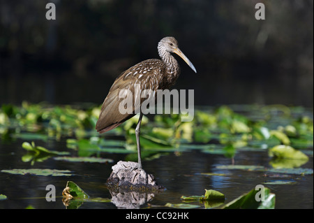 Un Limpkin perché le long de la rivière Haines Creek dans le comté de Lake Central Florida USA Banque D'Images