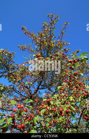 Petite Pomme sur la branche de l'aple arbres Banque D'Images