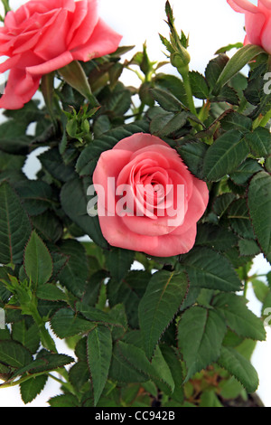 Le bouquet de roses sur fond blanc Banque D'Images