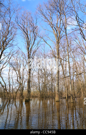 Bois de chêne dans l'eau Banque D'Images