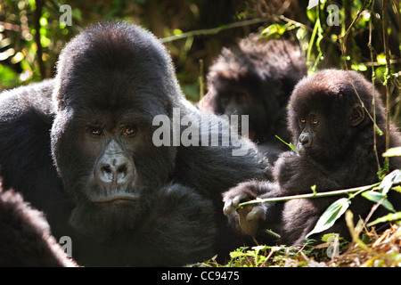 Famille de gorilles de montagne au Rwanda. Banque D'Images