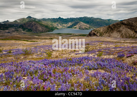 Lupin et le penstemon sur plaine de pierre ponce, Spirit Lake à distance, Mont Saint Helens, Washington Monument Volcanique National. Banque D'Images