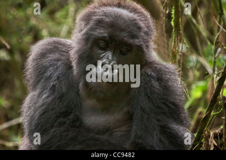 Femelle adulte gorilles de montagne habitués au Rwanda. Banque D'Images