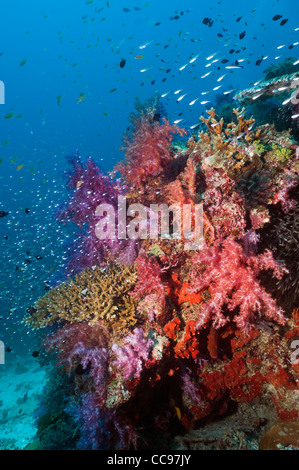 Les coraux mous (Dendronephthya sp) et balayeuses pygmée (Parapriacanthus) sur le récif de corail. La mer d'Andaman, en Thaïlande. Banque D'Images