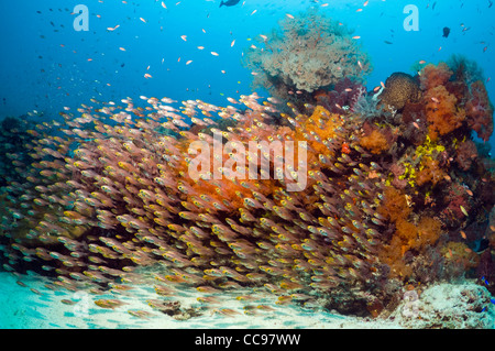 Barrière de corail avec l'école de balayeuses (Parapriacanthus ransonetti). Le Parc National de Komodo, en Indonésie. Banque D'Images