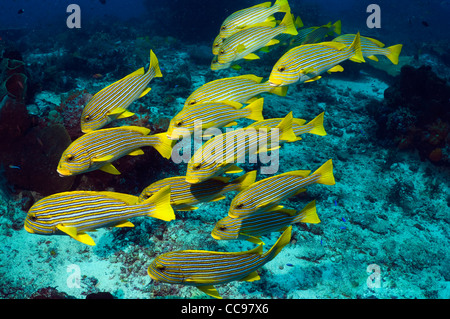 Ruban jaune de gaterins (Plectorhinchus polytaenia). L'Indonésie. Banque D'Images