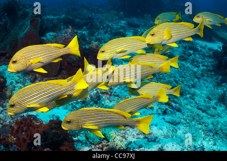 Ruban jaune de gaterins (Plectorhinchus polytaenia). L'Indonésie. Banque D'Images