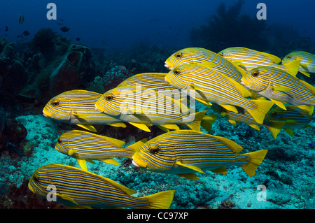 Ruban jaune de gaterins (Plectorhinchus polytaenia). L'Indonésie. Banque D'Images