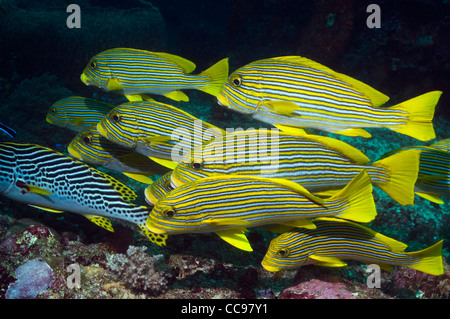 Ruban jaune de gaterins (Plectorhinchus polytaenia). L'Indonésie. Banque D'Images