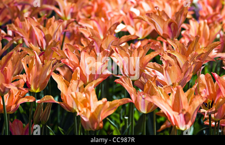 Close up of group avec le saumon-orange au printemps tulipes colorées Banque D'Images