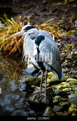 Héron cendré dans pluie d'automne au bord de l'eau debout sur des rochers Banque D'Images