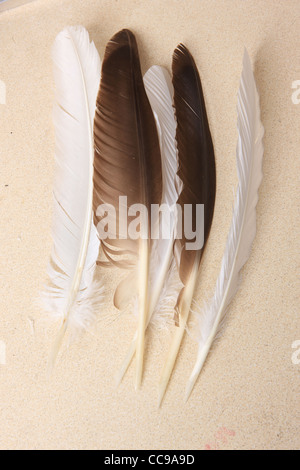 Dan Jaffe traditionnels de plumes à la main en plumes d'autruche quelque temps ou peacock sont utilisés dans le Devon Banque D'Images