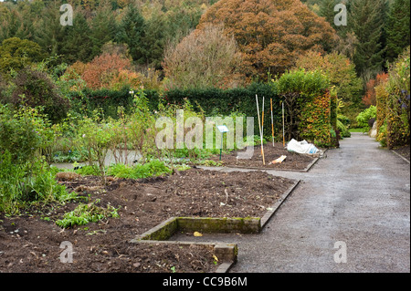 Jardin de roses arbustes Automne/Hiver 2011/2012 des améliorations, RHS Rosemoor, Devon, Angleterre, Royaume-Uni Banque D'Images