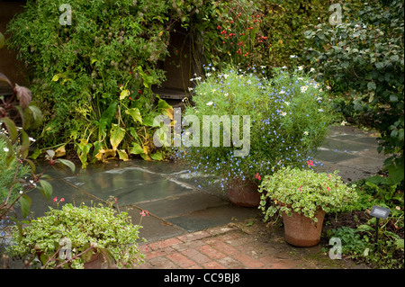 Les conteneurs mixtes à l'automne, le Jardin de chalet, RHS Rosemoor, Devon, Angleterre, Royaume-Uni Banque D'Images