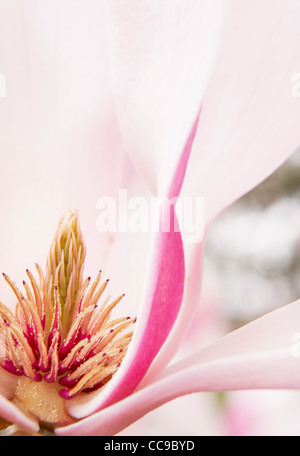 Close-up of Magnolia Blossom Banque D'Images