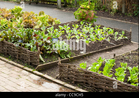 'Solo' Betterave F1 hybride, l'épinard 'Tetona' F1 hybride, Pak choi 'Canton' Nain, Pak choi Choi 'joie' et la laitue 'Winter Gem' Banque D'Images