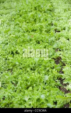 La chicorée frisée wallonne', 'Cichorium endivia var crispum Banque D'Images