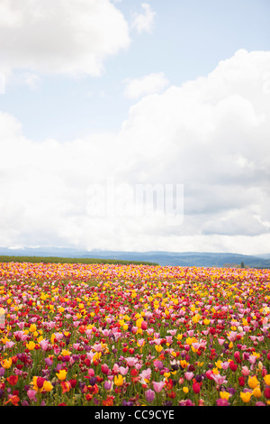 Tulip Farm, Woodburn, Marion County, Oregon, USA Banque D'Images