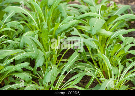 Mibuna, Brassica rapa japonica Banque D'Images