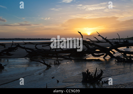 Lever du soleil à Driftwood Beach sur Jekyll Island, Géorgie Banque D'Images