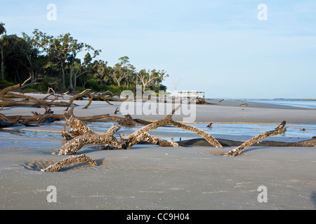 Déraciné des arbres tombés à Driftwood Beach sur Jekyll Island, Géorgie Banque D'Images