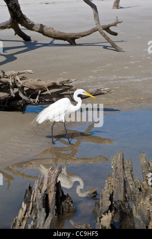 Grande Aigrette (Ardea alba) marcher entre les arbres morts et les racines à Driftwood Beach sur Jekyll Island, Géorgie Banque D'Images