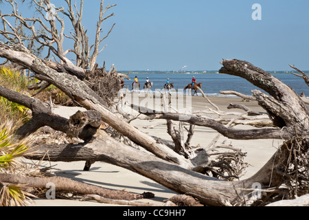 Les touristes de l'équitation sur Driftwood Beach sur Jekyll Island, Géorgie Banque D'Images