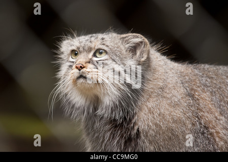 Le chat de Pallas (Otocolobus manul) en captivité dans un zoo Banque D'Images