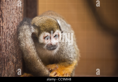 Triste à la singe écureuil en captivité dans un zoo Banque D'Images