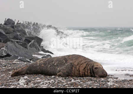 Phoque gris (Halichoerus grypus) Banque D'Images