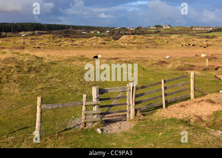 Tywyn Niwbwrch la réserve naturelle nationale de chemin à travers les dunes de sable avec des moutons paissant à préserver l'habitat Newborough Warren Anglesey Banque D'Images